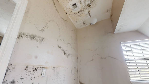 Best Water Damage & Mold Remediation  in Lincroft, NJ