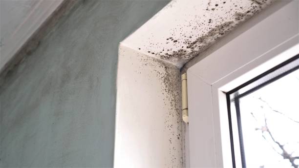 Best Post-Construction Mold Inspection  in Lincroft, NJ