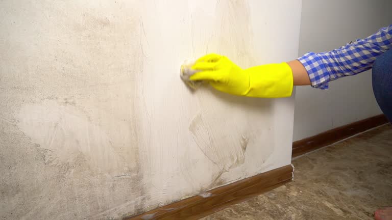  Lincroft, NJ Mold Removal Pros