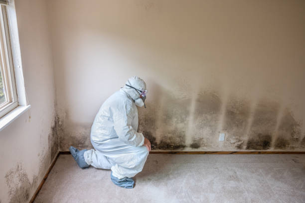 Best Emergency Mold Remediation  in Lincroft, NJ