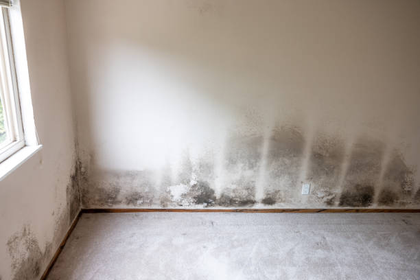 Best Asbestos and Lead Testing During Mold Inspection  in Lincroft, NJ