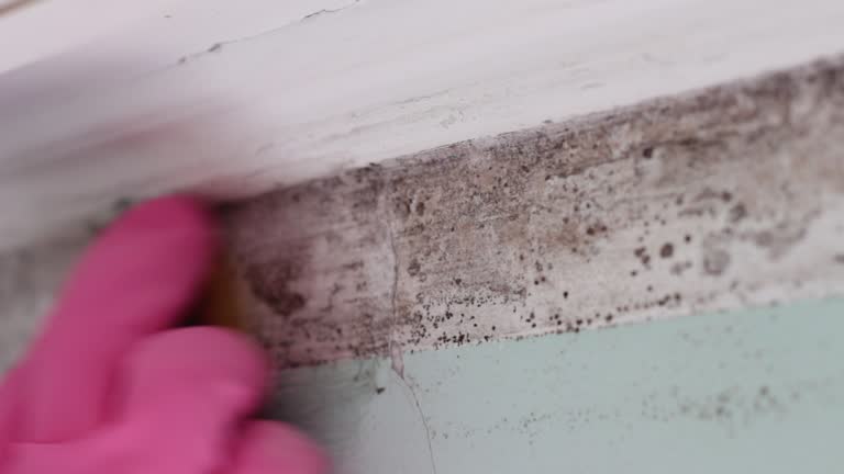 Best Mold Damage Restoration  in Lincroft, NJ